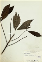 藏品(雨傘仔(玉山紫金牛))的圖片